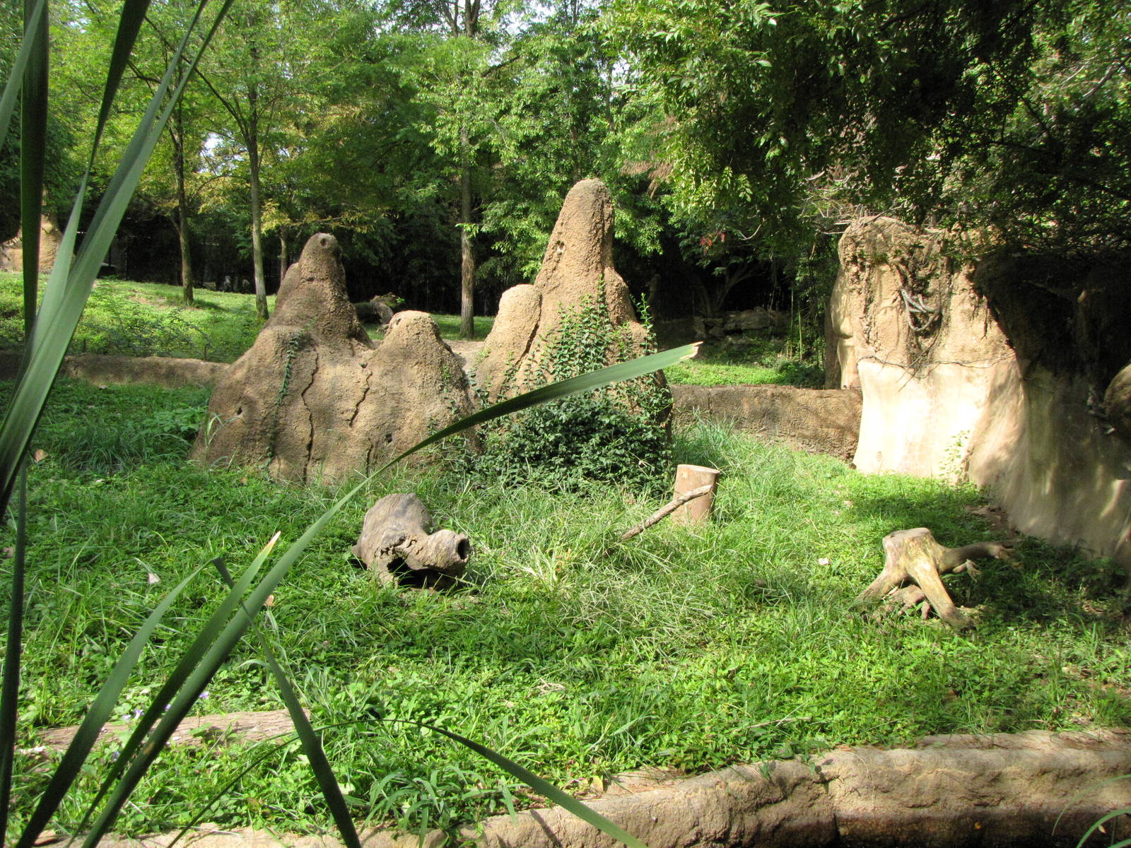 Dwarf Mongoose Foreground/ Cheetah Habitat Distant