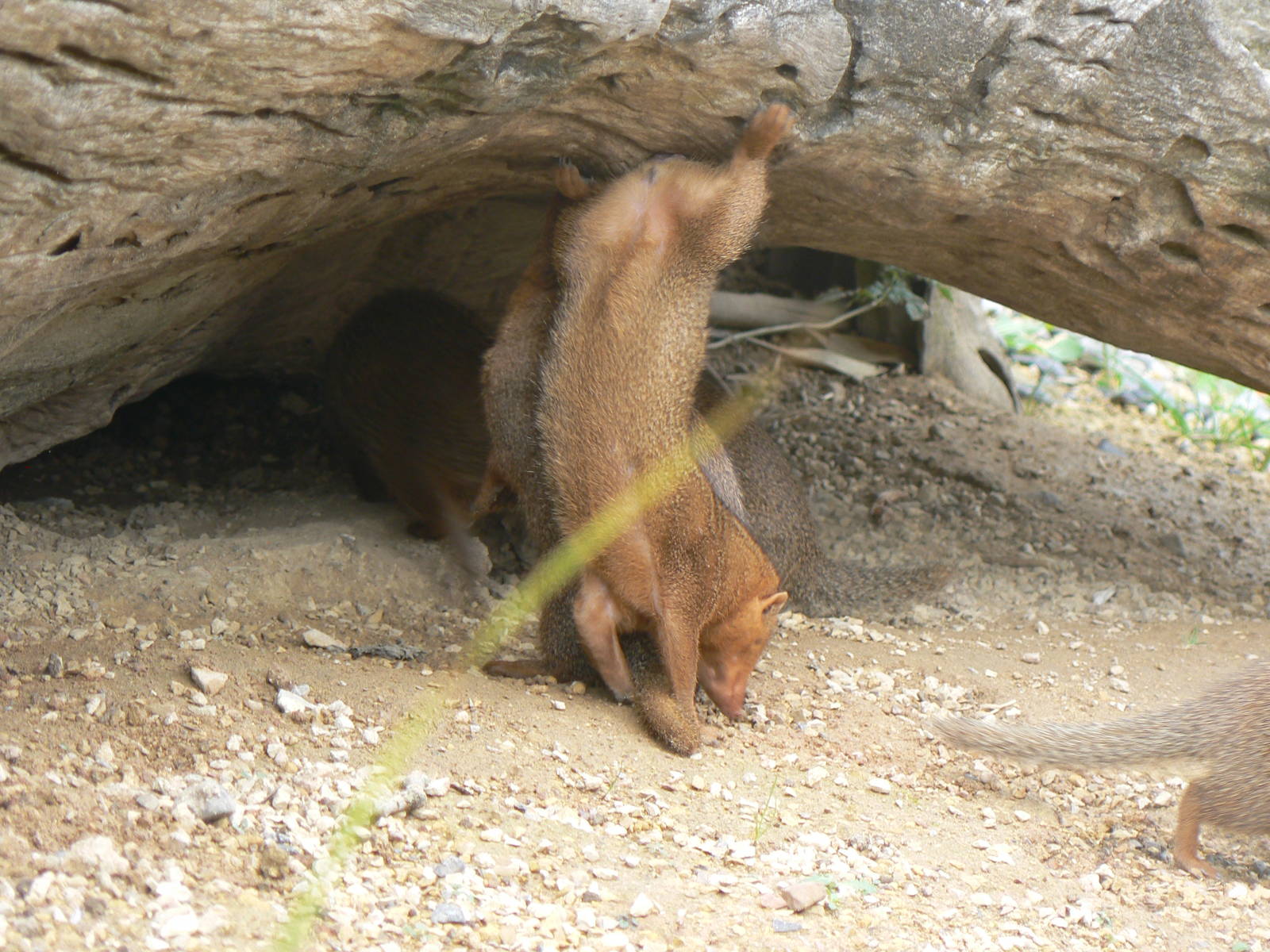 Dwarf Mongoose Gymnastics