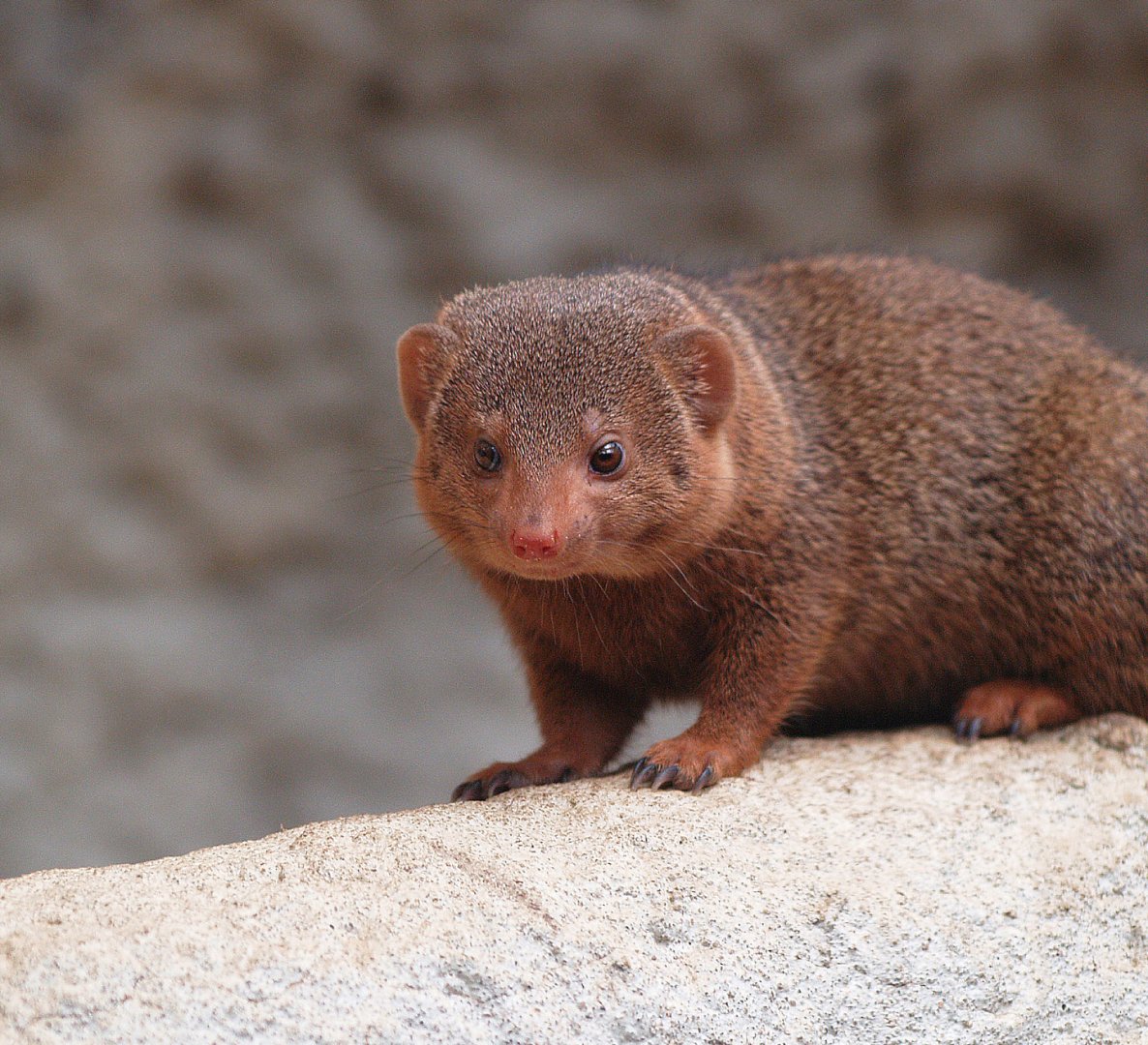 Dwarf mongoose (Helogale parvula), 2009-04-19