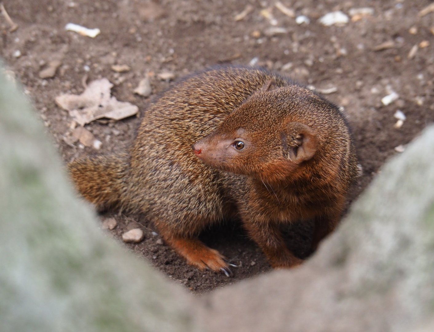 Dwarf mongoose (Helogale parvula), 2019-04-06