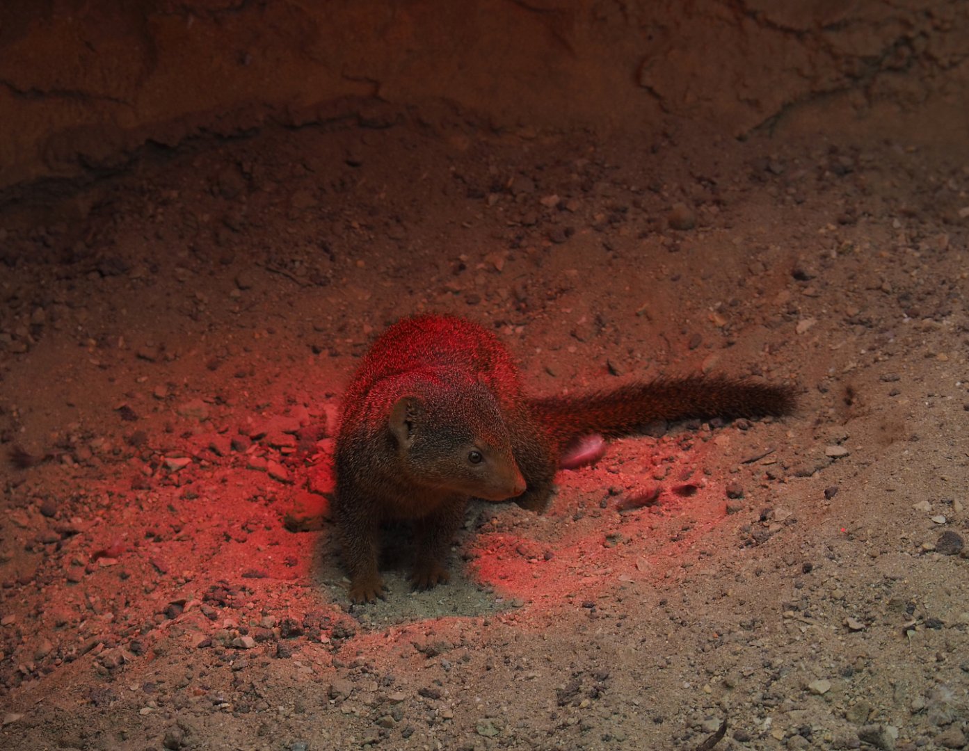 Dwarf mongoose (Helogale parvula), 2019-10-05