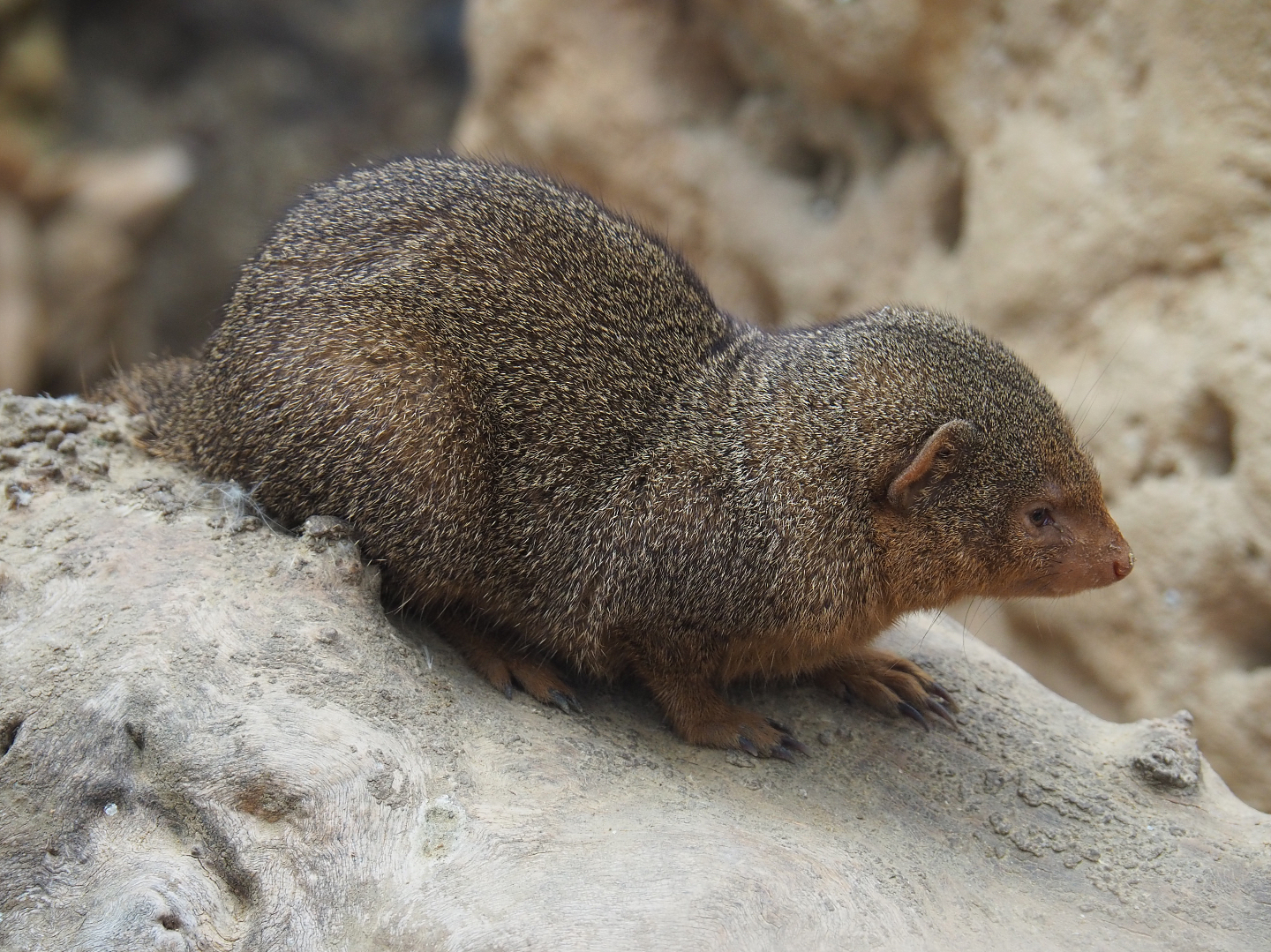 Dwarf mongoose (Helogale parvula), 2020-09-03