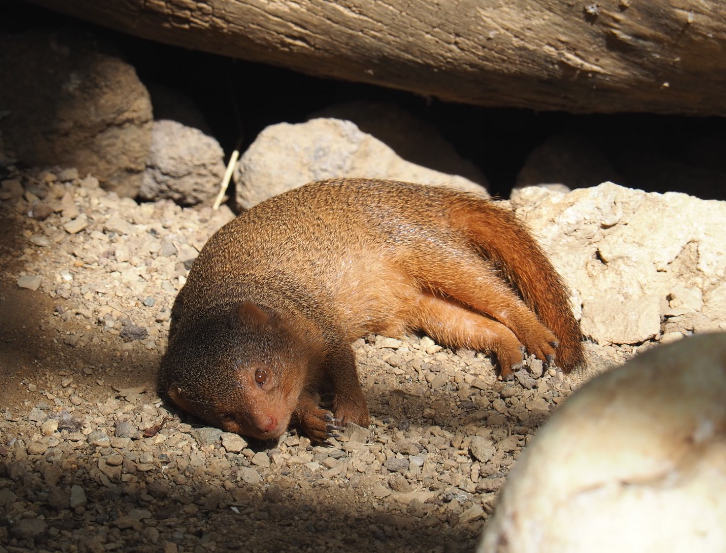 Dwarf mongoose (Helogale parvula), 2021-09-03