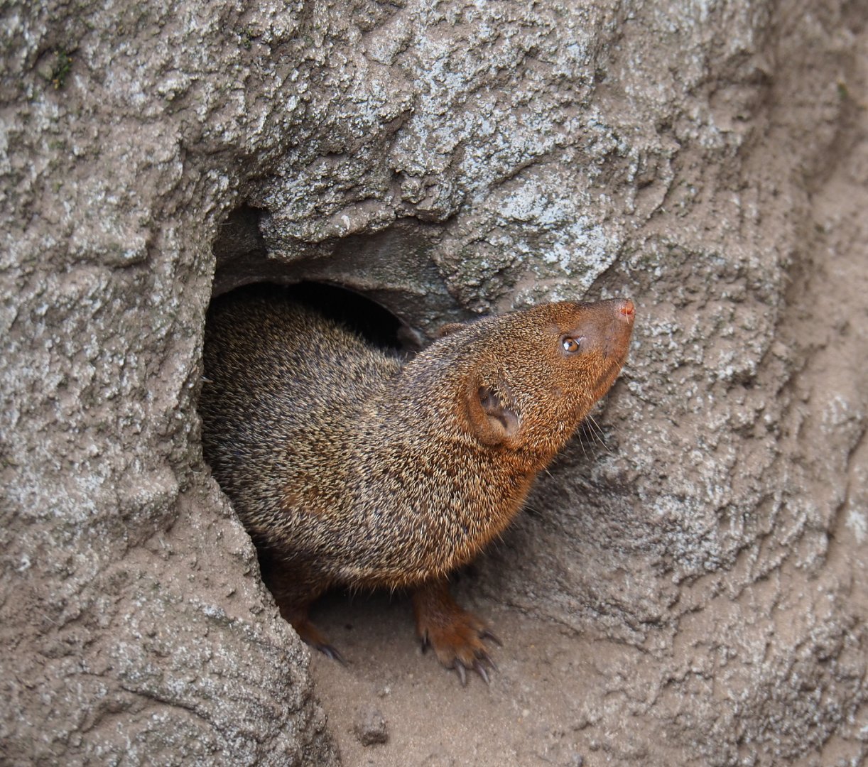 Dwarf mongoose (Helogale parvula), 2022-05-17