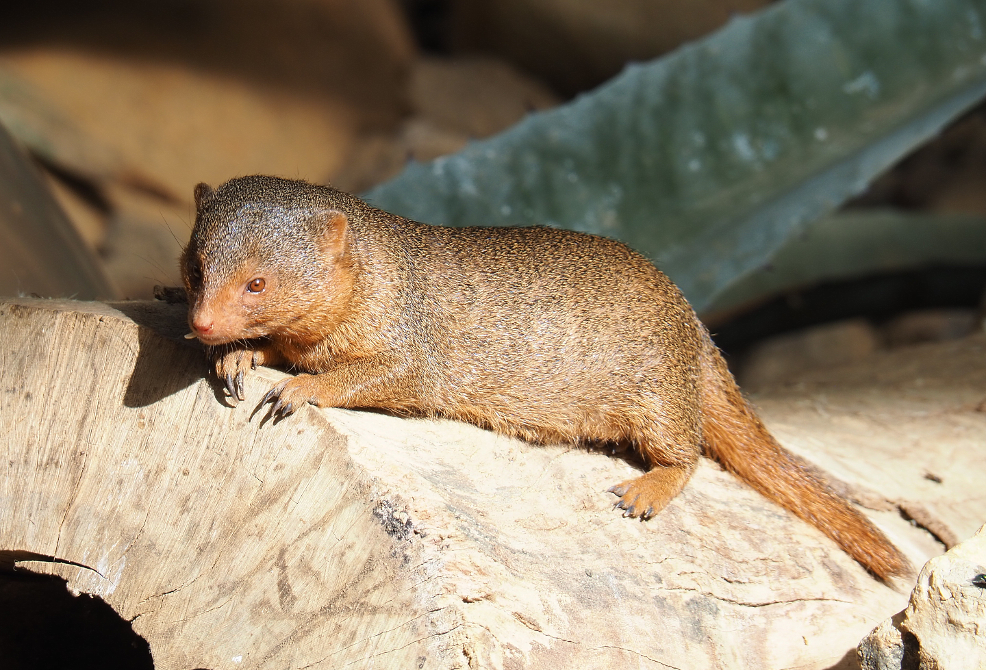 Dwarf mongoose (Helogale parvula), 2022-06-28