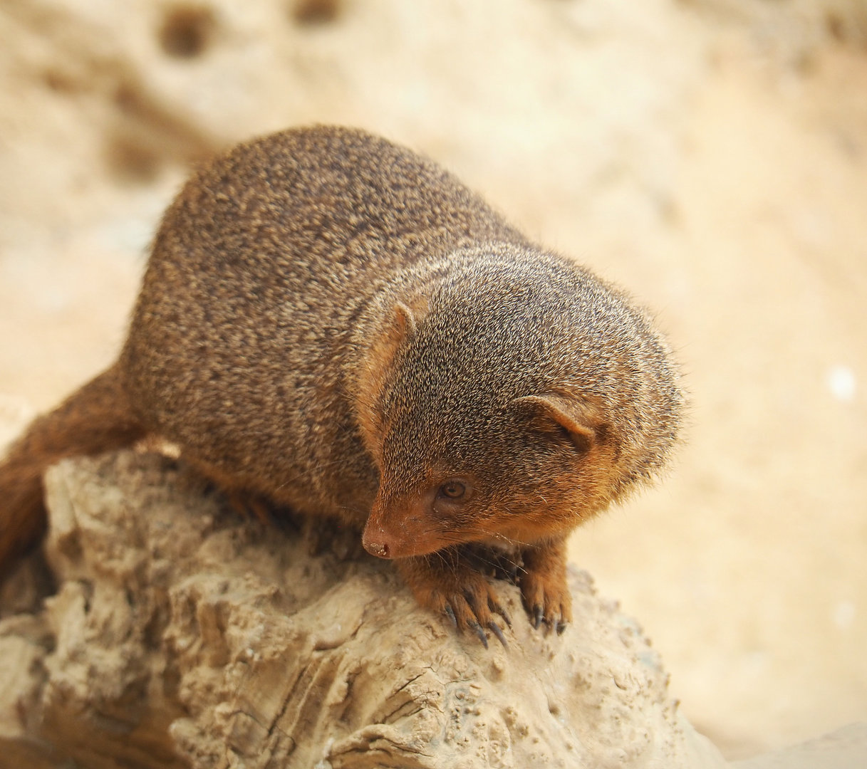 Dwarf mongoose (Helogale parvula), 2022-09-15