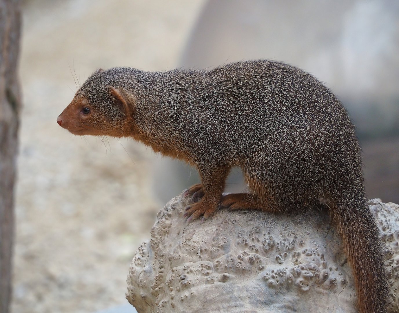 Dwarf mongoose (Helogale parvula), 2023-10-13