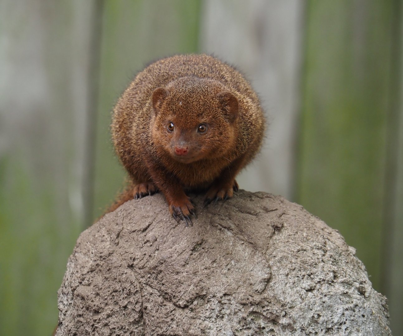 Dwarf mongoose (Helogale parvula), 2024-04-14