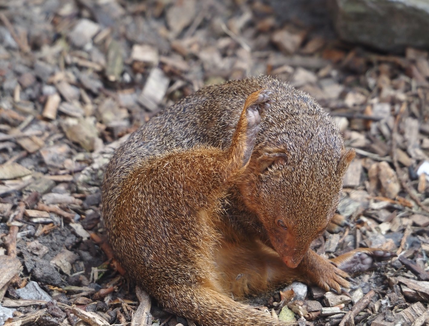 Dwarf mongoose (Helogale parvula), 2024-05-11