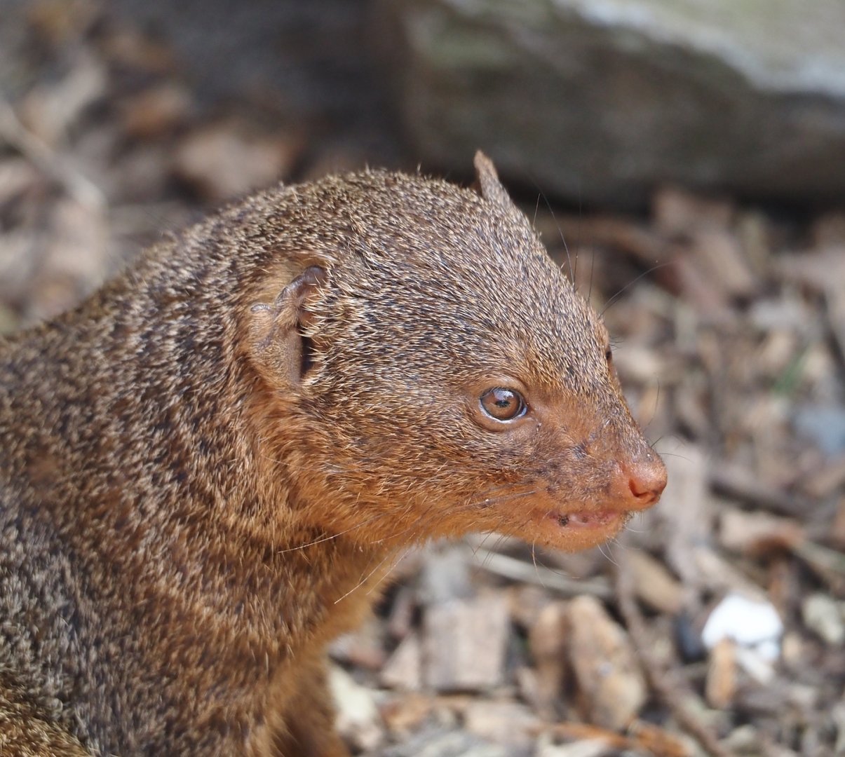 Dwarf mongoose (Helogale parvula), 2024-05-11