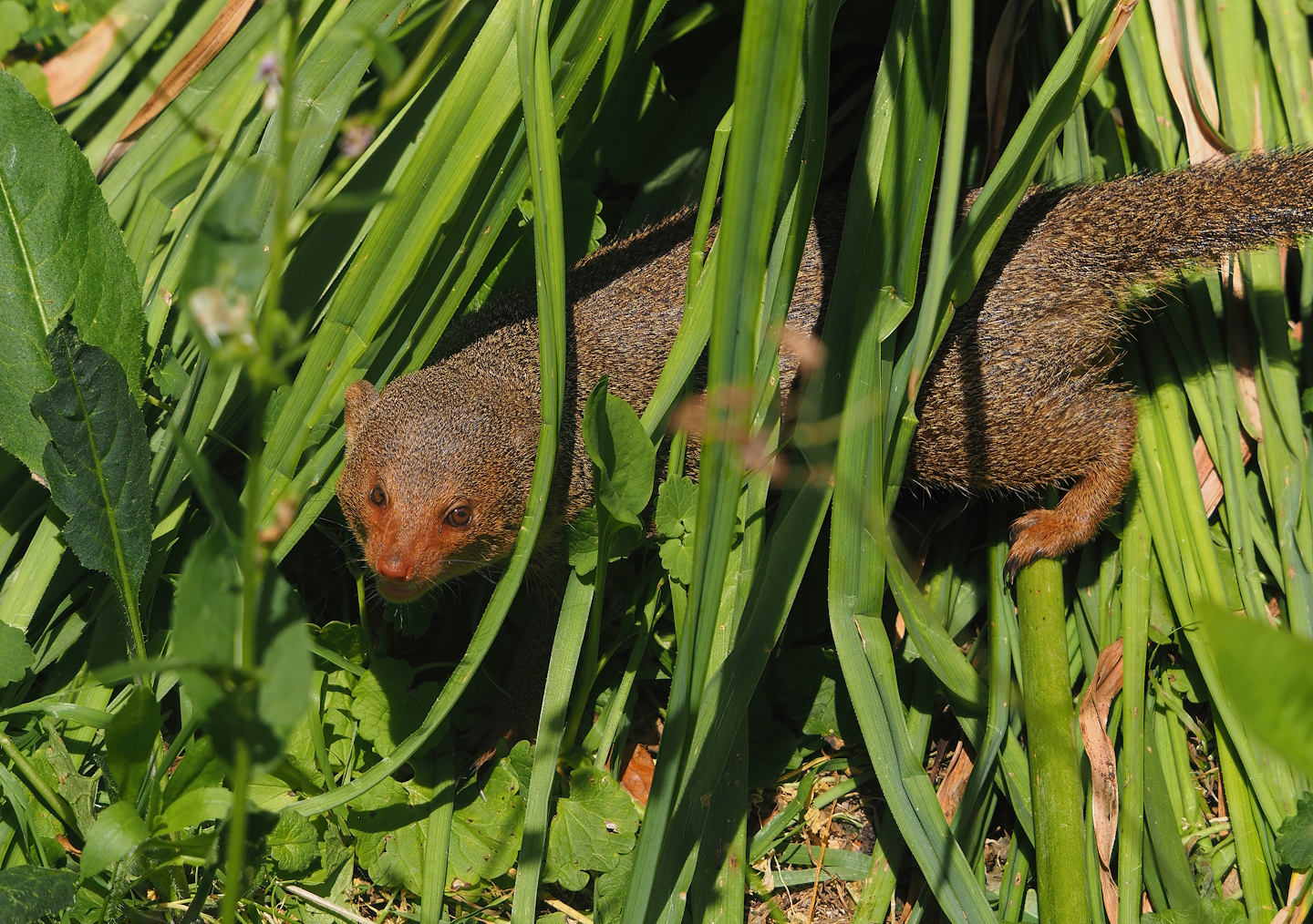 Dwarf mongoose (Helogale parvula), 2024-06-30