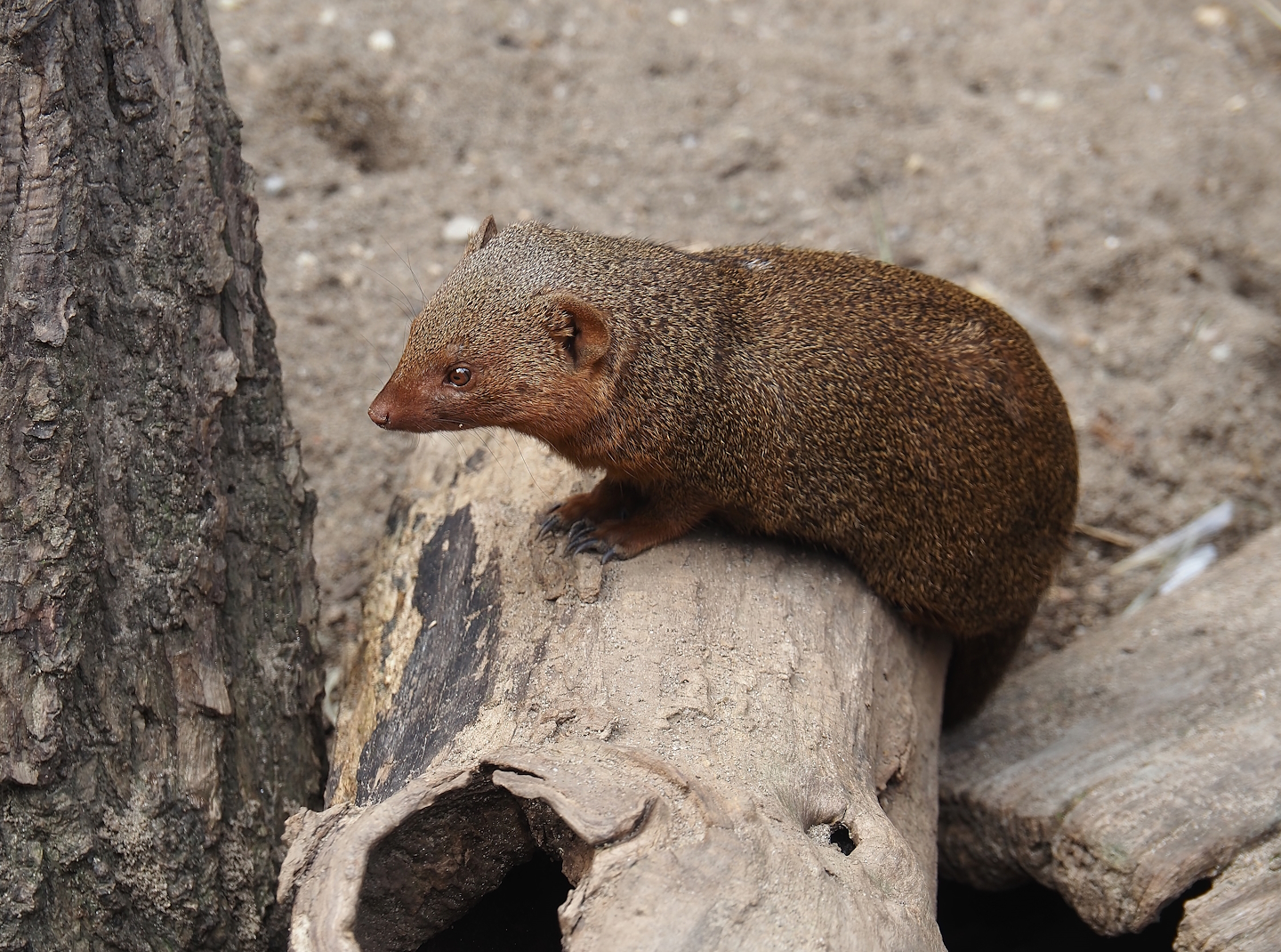 Dwarf mongoose (Helogale parvula), 2024-08-05