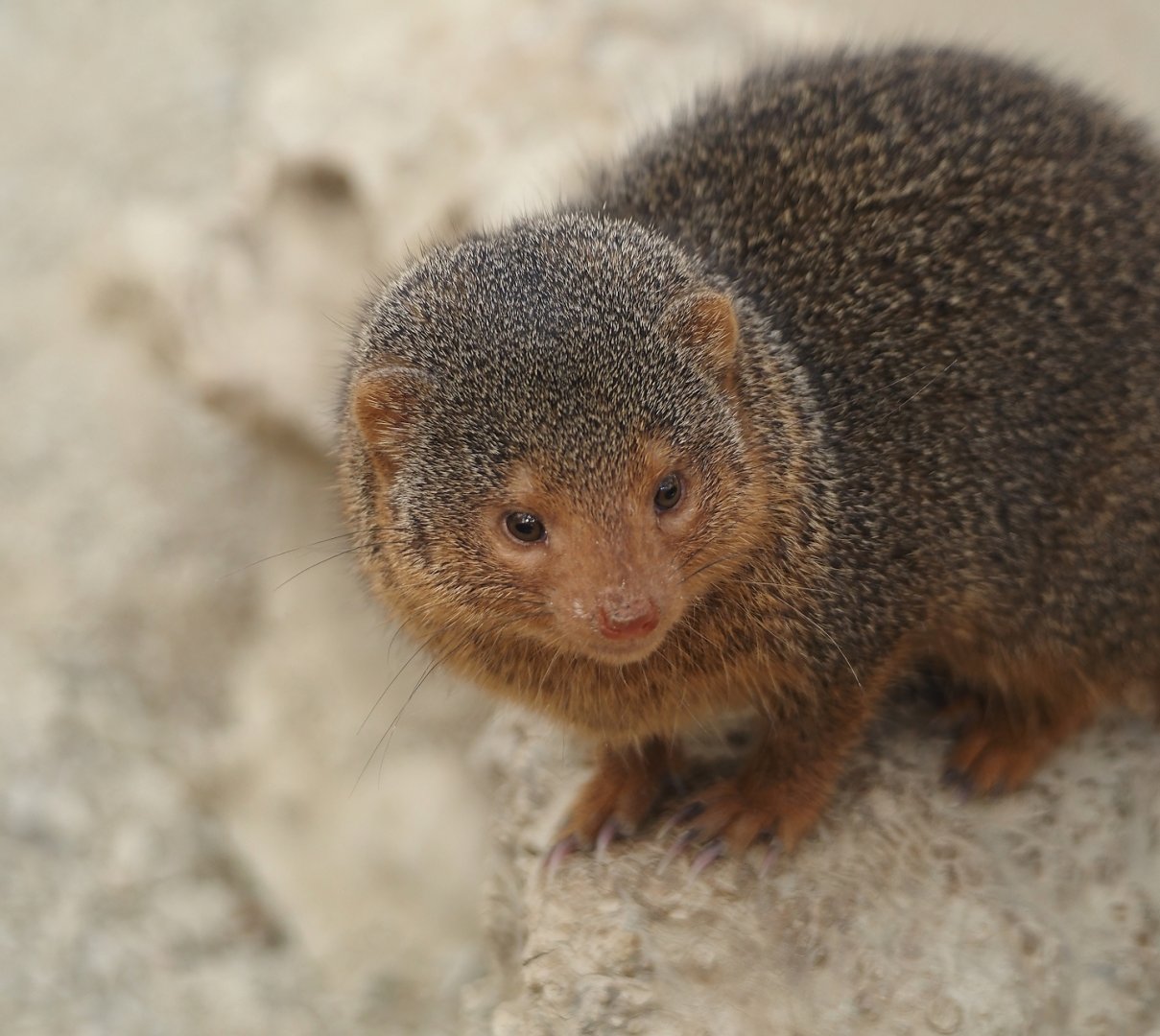 Dwarf mongoose (Helogale parvula), 2024-09-17