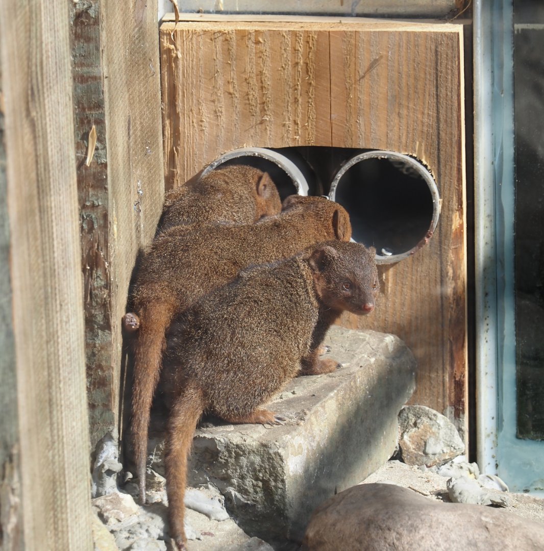 Dwarf mongoose (Helogale parvula), 2025-04-12