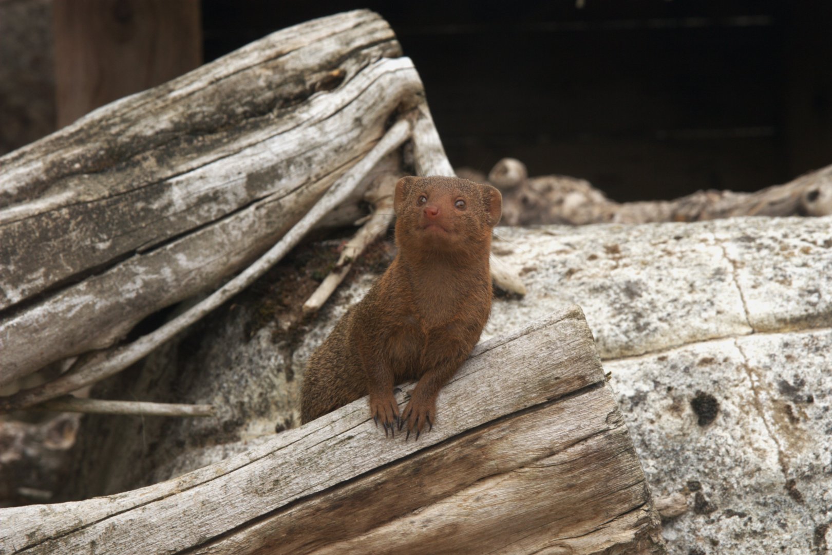 Dwarf Mongoose (Helogale parvula), 25-08-25