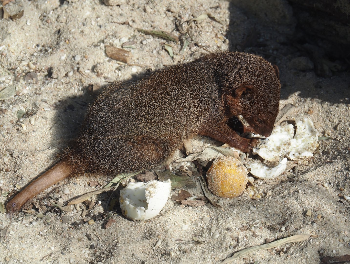 Dwarf mongoose (Helogale parvula) eating a hard-boiled egg, 2025-04-12