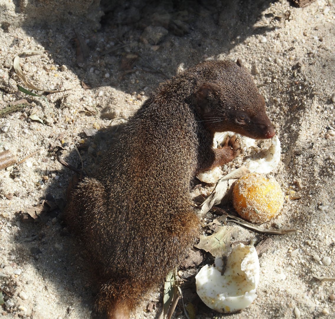 Dwarf mongoose (Helogale parvula) eating a hard-boiled egg, 2025-04-12