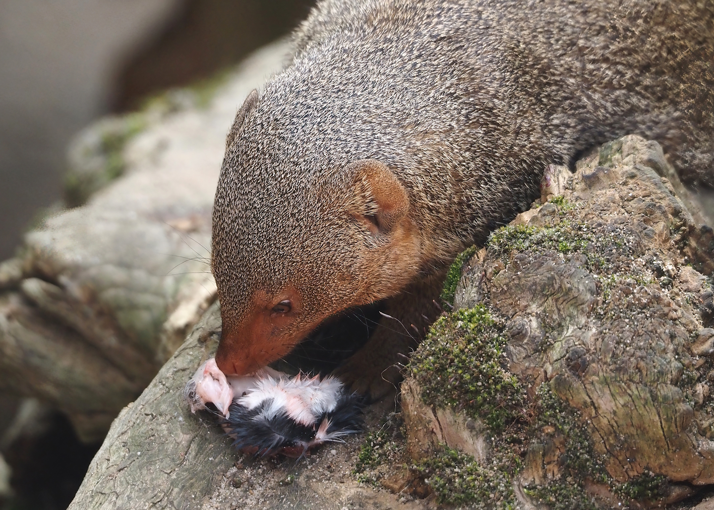 Dwarf mongoose (Helogale parvula) eating a mouse, 2024-08-05