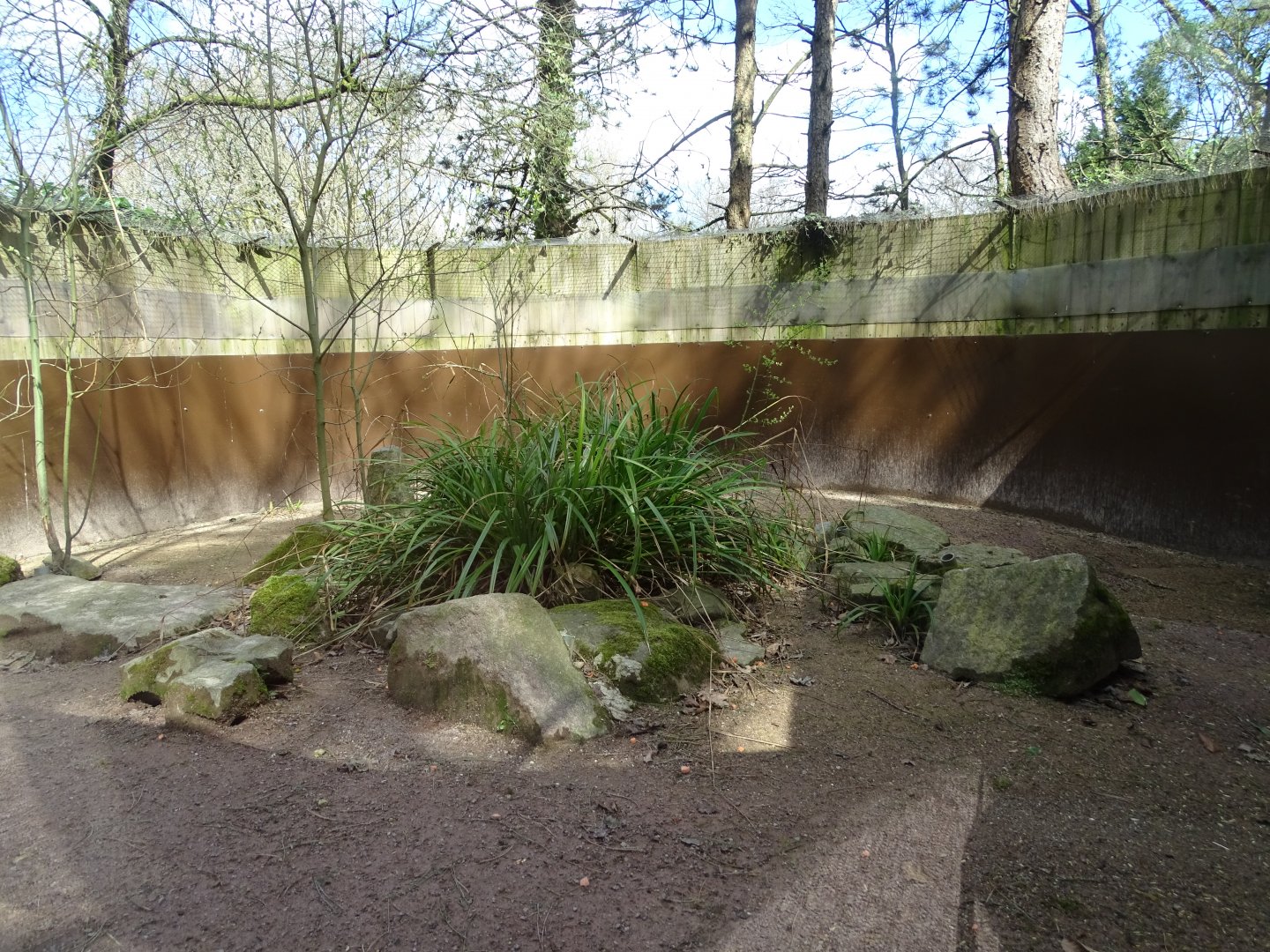 Dwarf mongoose (Helogale parvula) exhibit