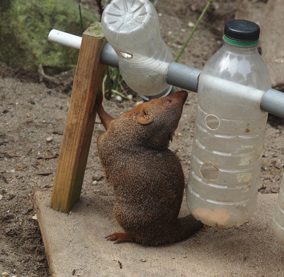 Dwarf mongoose (Helogale parvula) with enrichment feeder, 2024-08-05