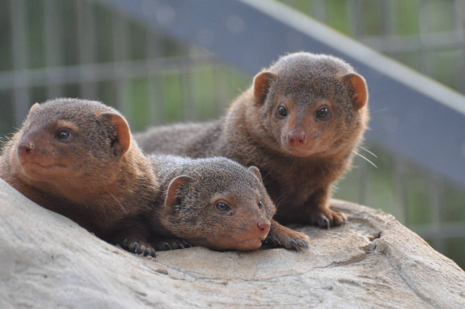 Dwarf mongoose / Helogale parvula