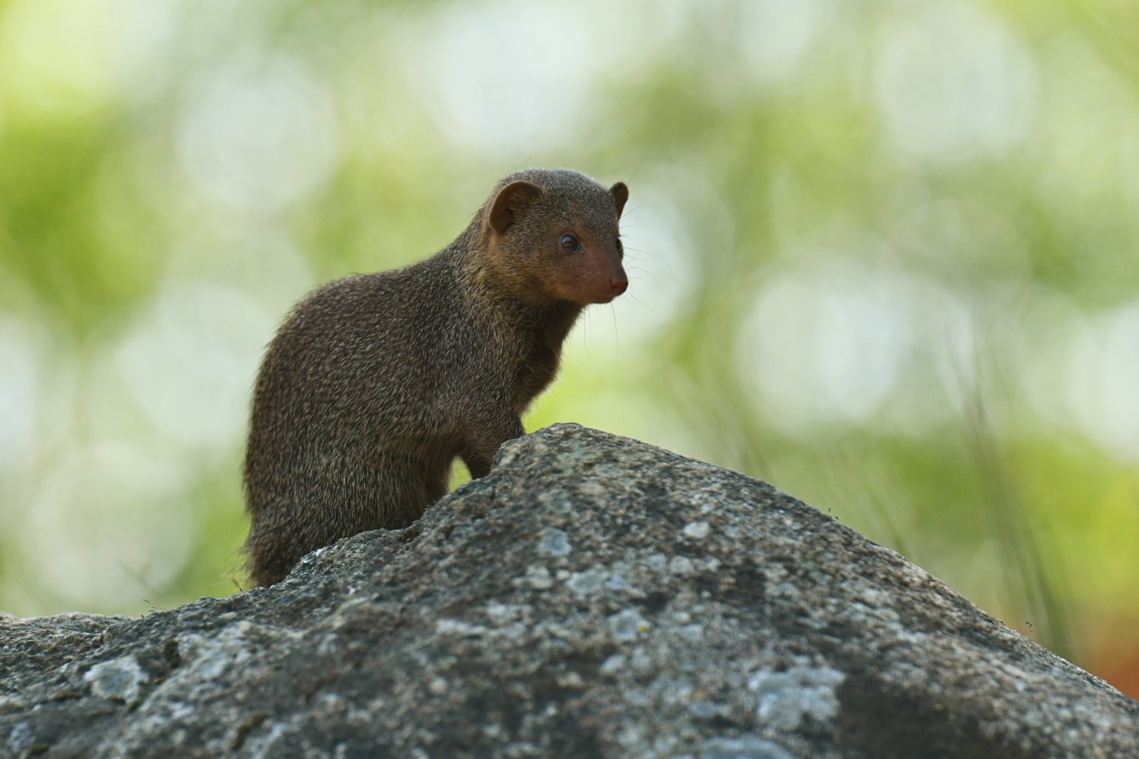 Dwarf mongoose (Helogale parvula)