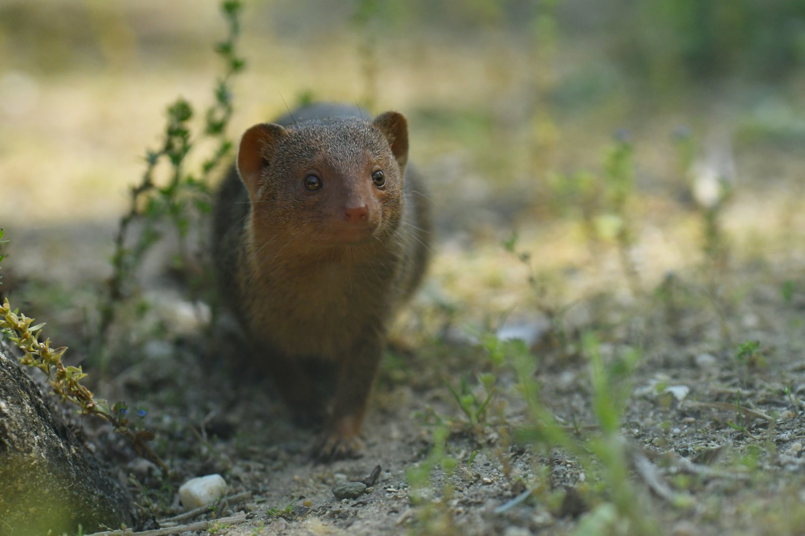 Dwarf mongoose (Helogale parvula)