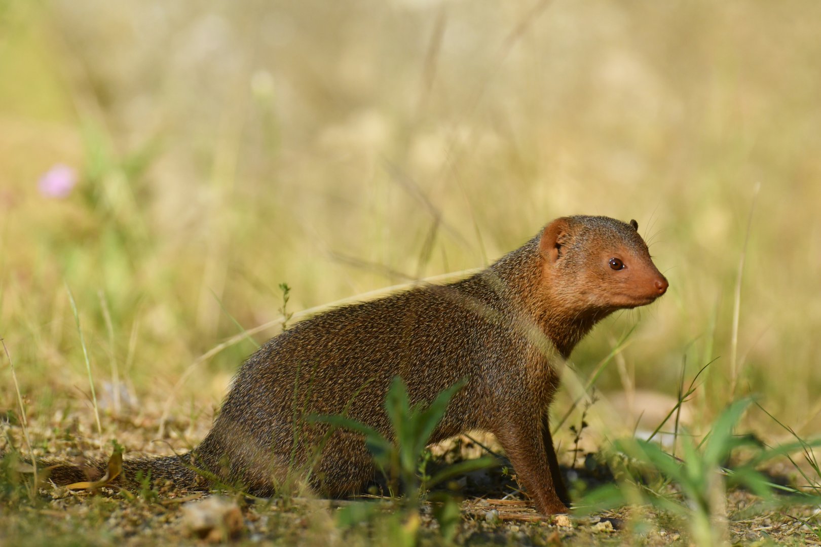 Dwarf mongoose (Helogale parvula)