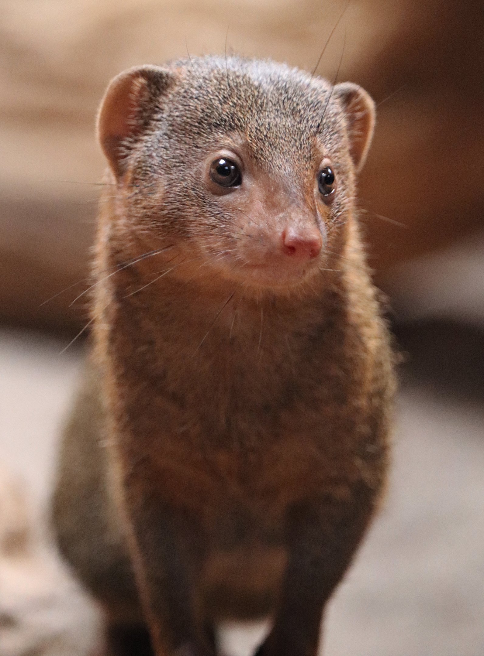 Dwarf mongoose (Helogale parvula)