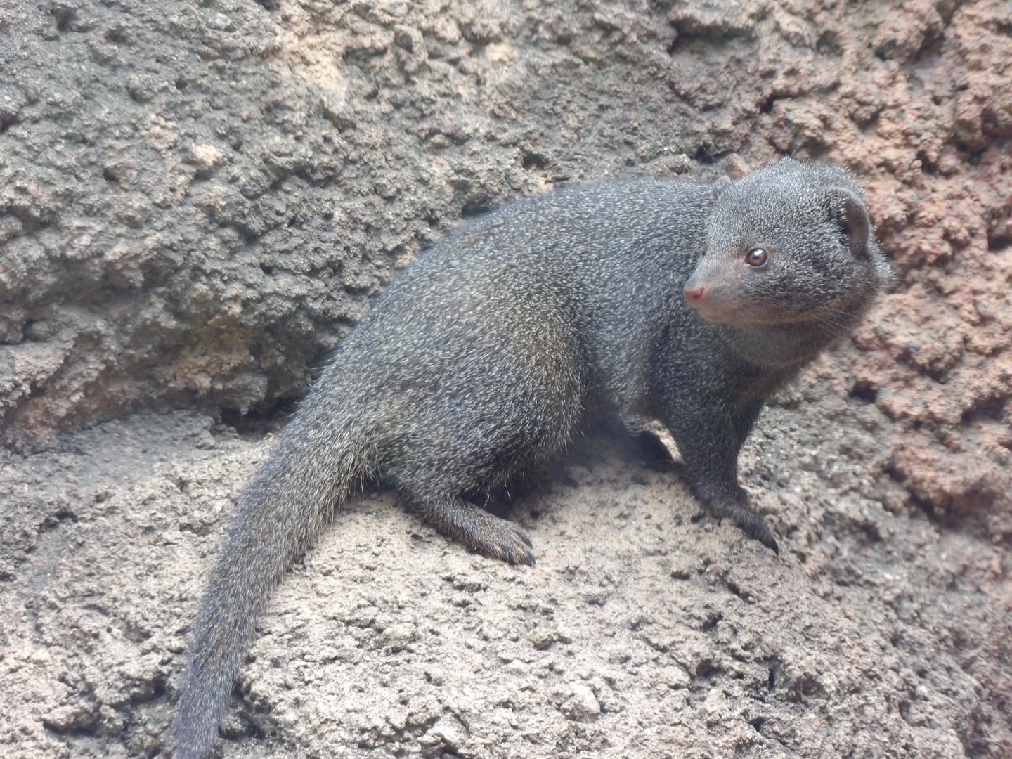 Dwarf Mongoose(Helogale parvula)