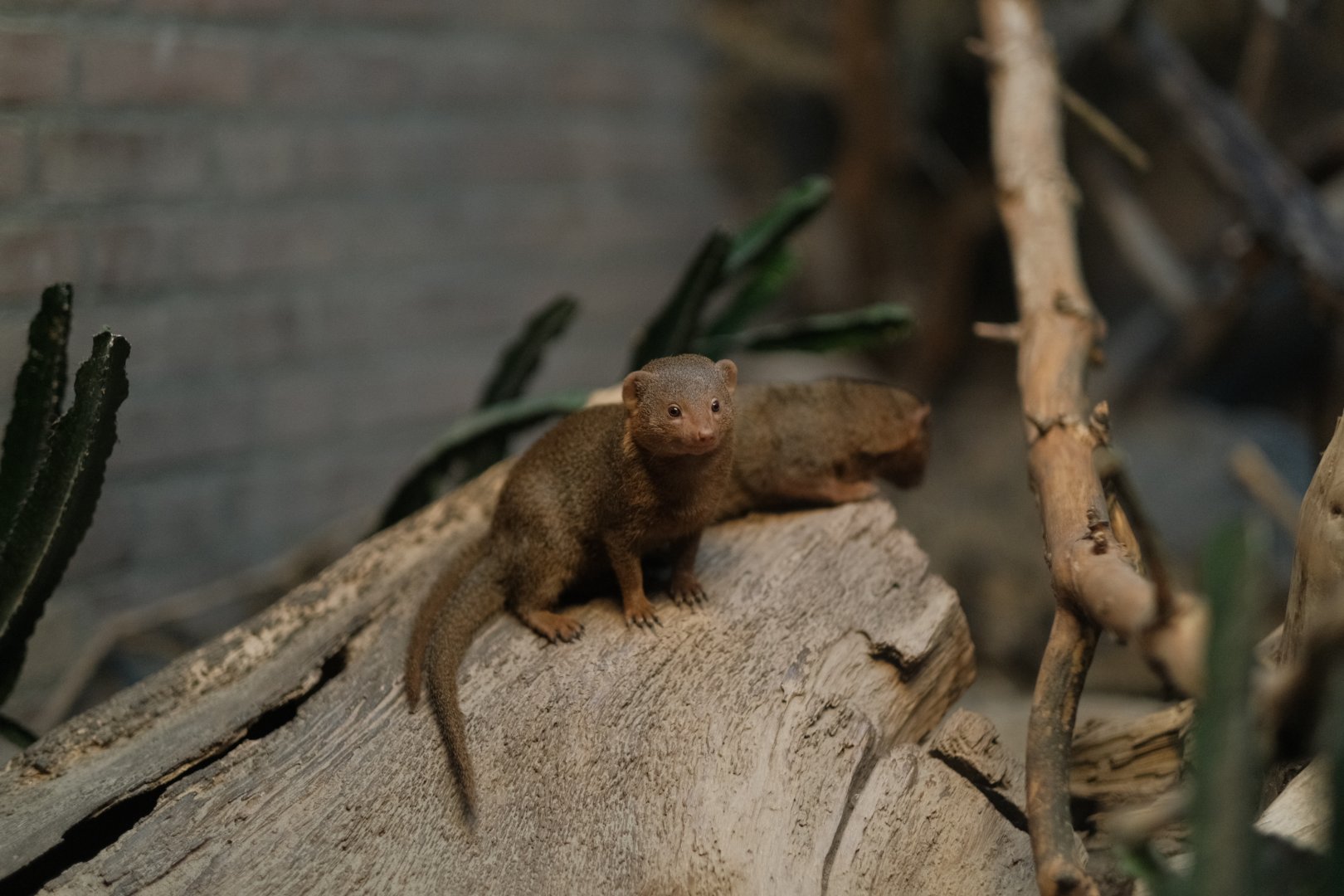 Dwarf Mongoose (Helogale parvula)