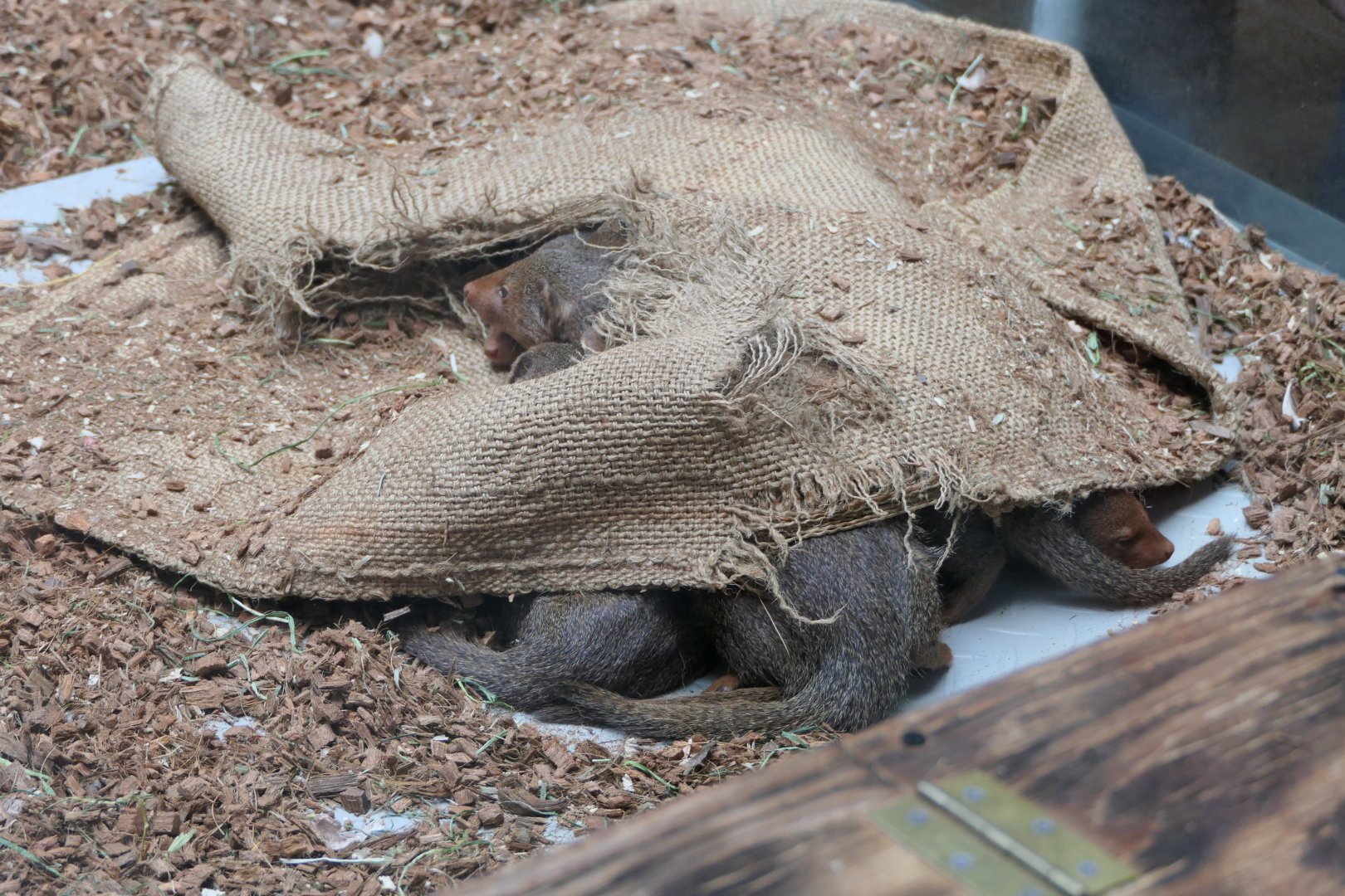 Dwarf Mongoose (Helogale parvula)