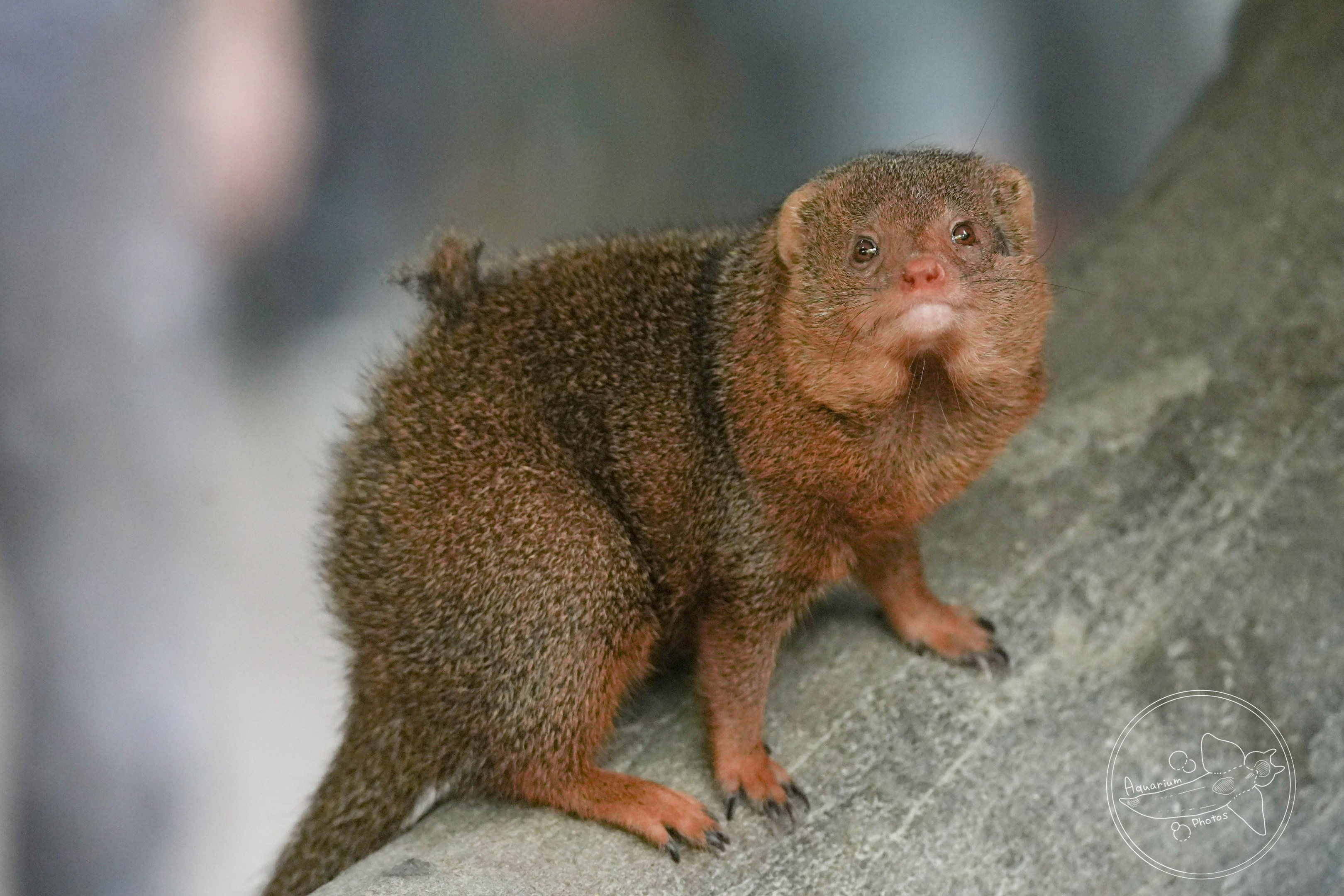 Dwarf mongoose (Helogale parvula)