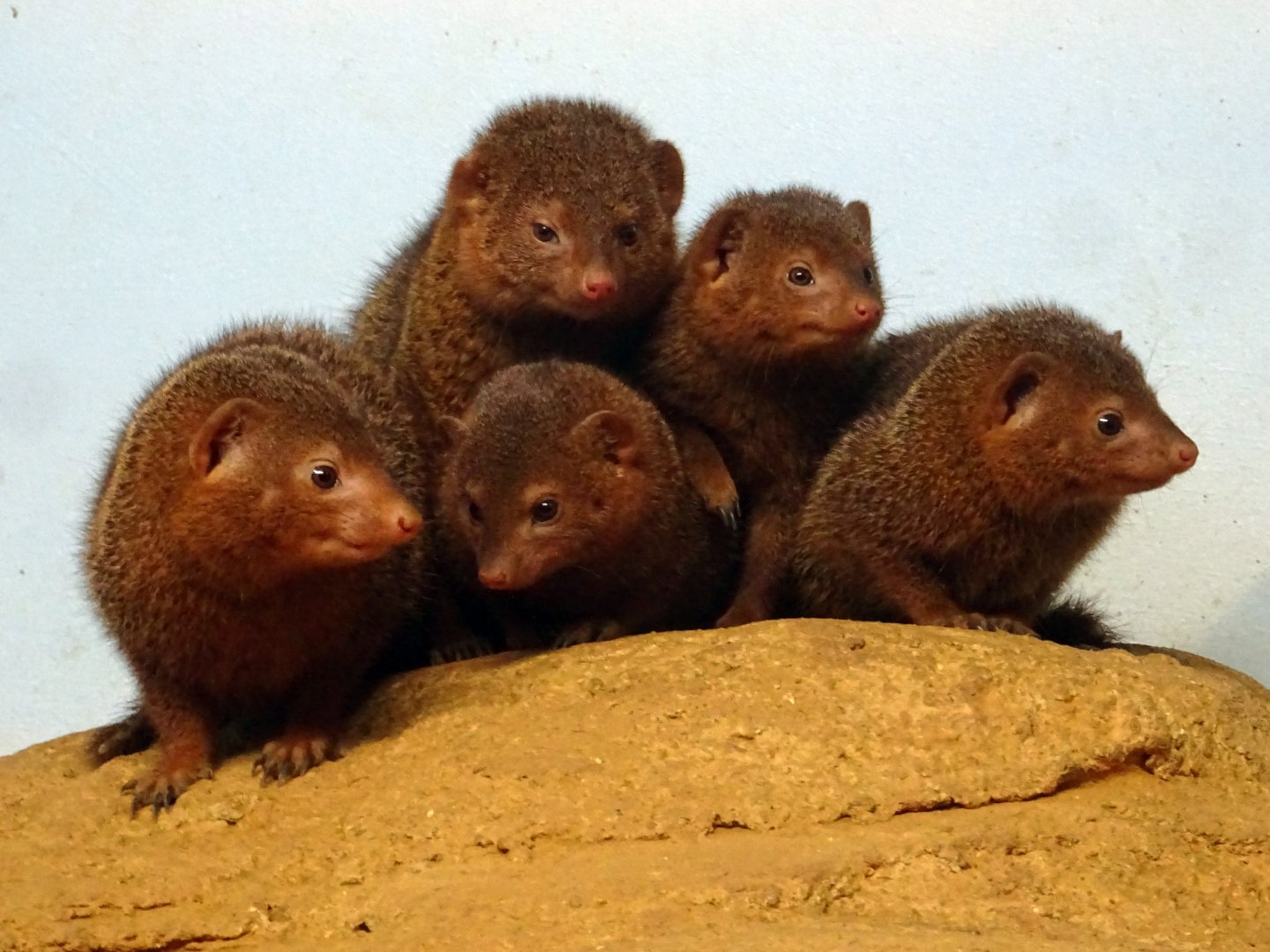 Dwarf Mongoose huddle