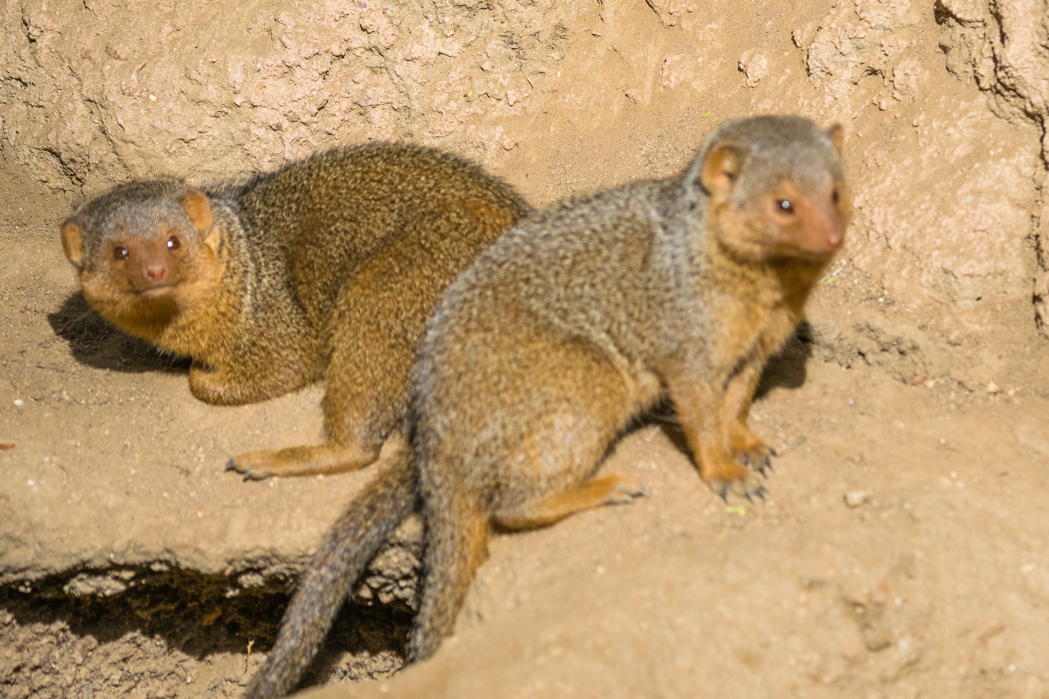 Dwarf Mongoose in the Kopje
