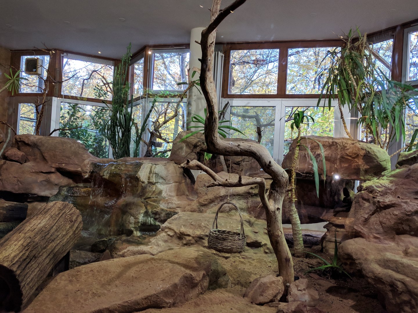 Dwarf Mongoose Indoor Enclosure