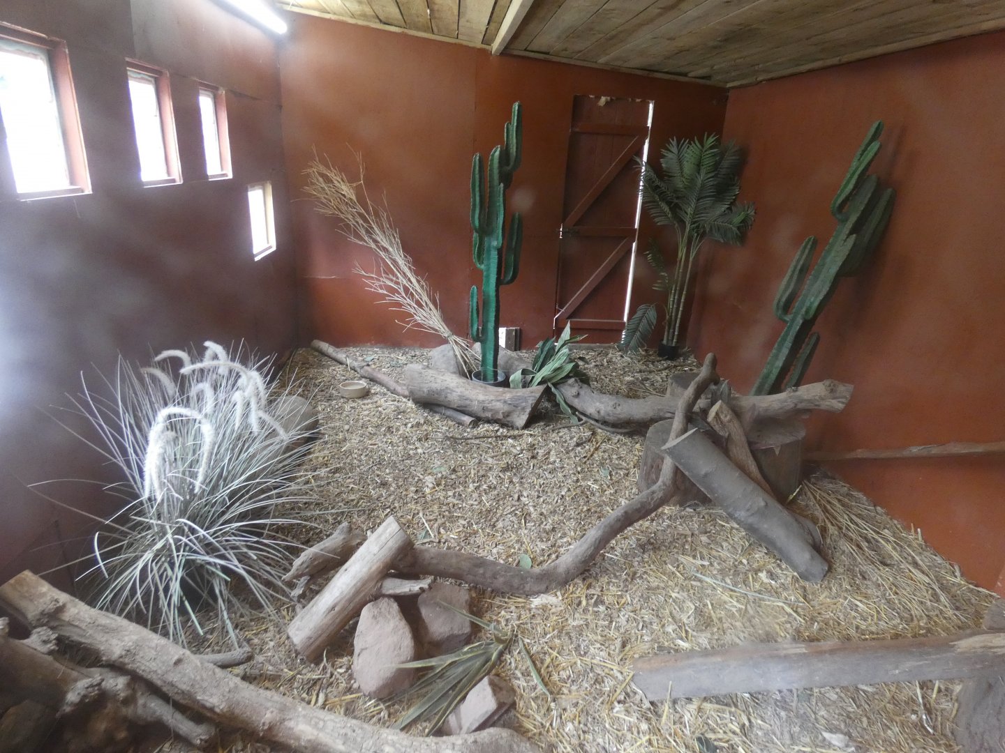 Dwarf mongoose indoor enclosure
