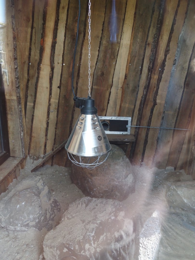 Dwarf mongoose indoor exhibit, 2025-04-12