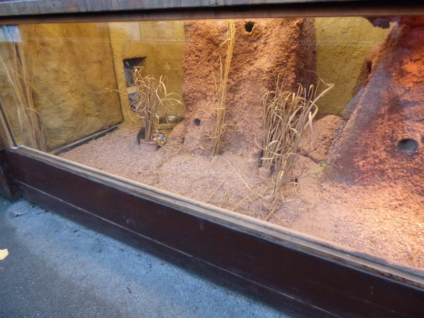 Dwarf Mongoose Indoor Exhibit