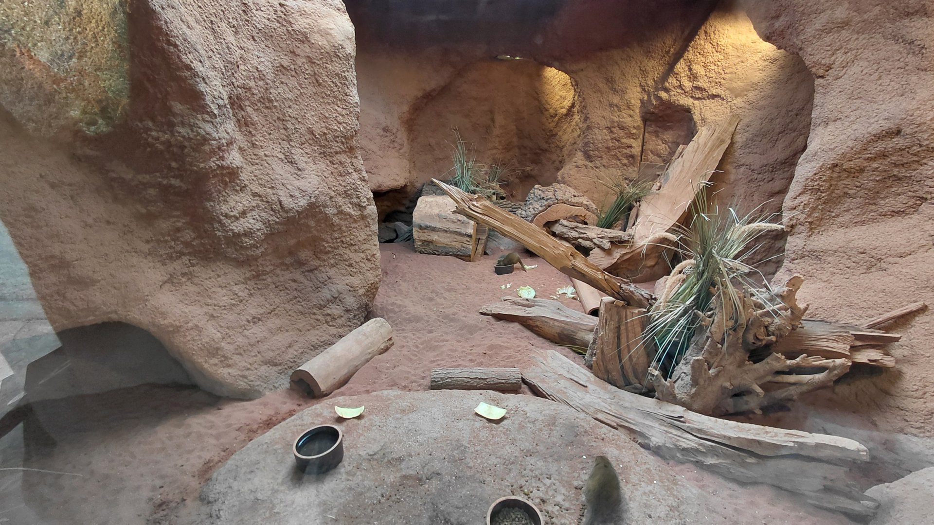 Dwarf mongoose indoor exhibit