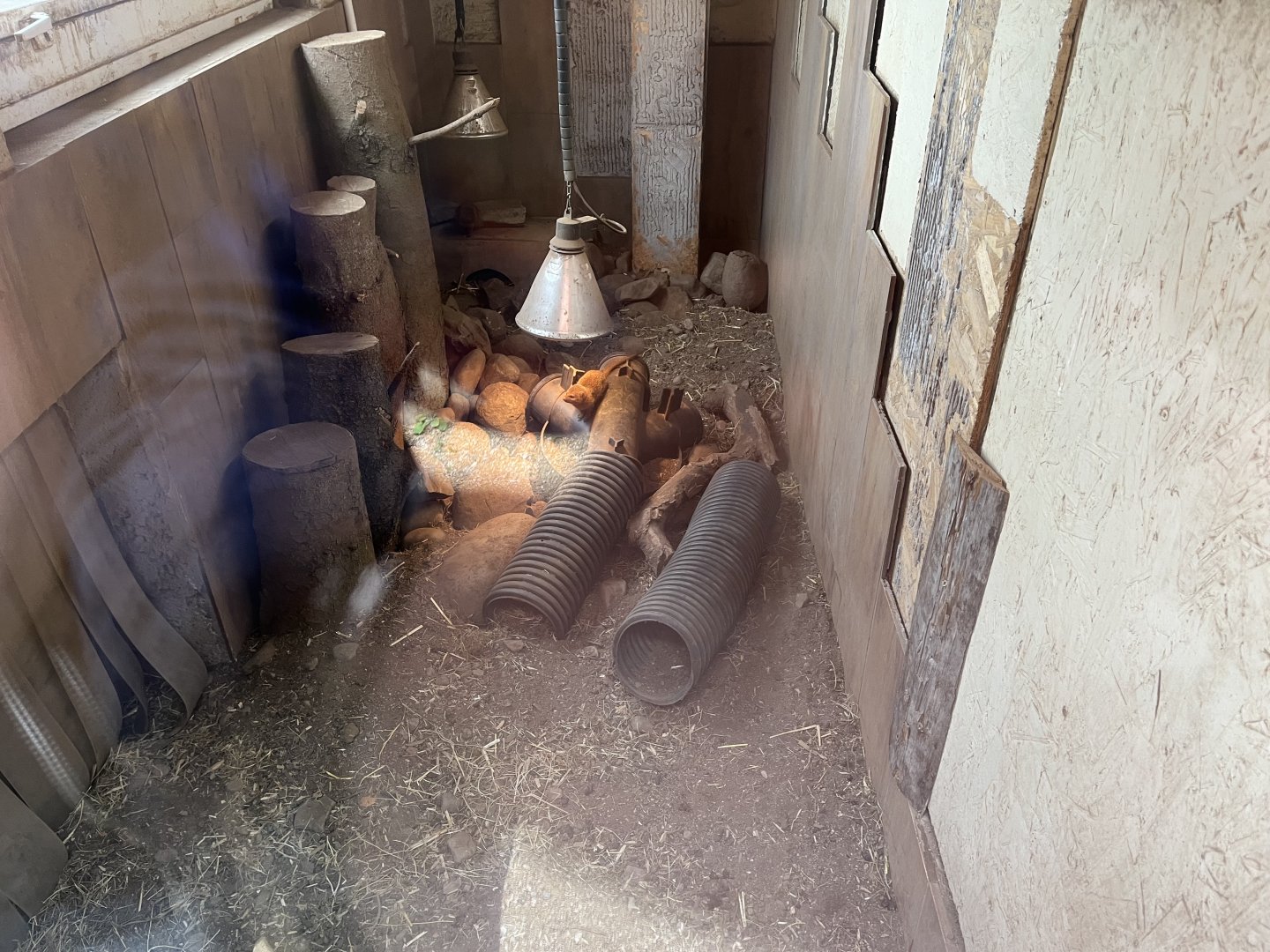 Dwarf mongoose indoors (couldn’t access outdoors) 1.9.25