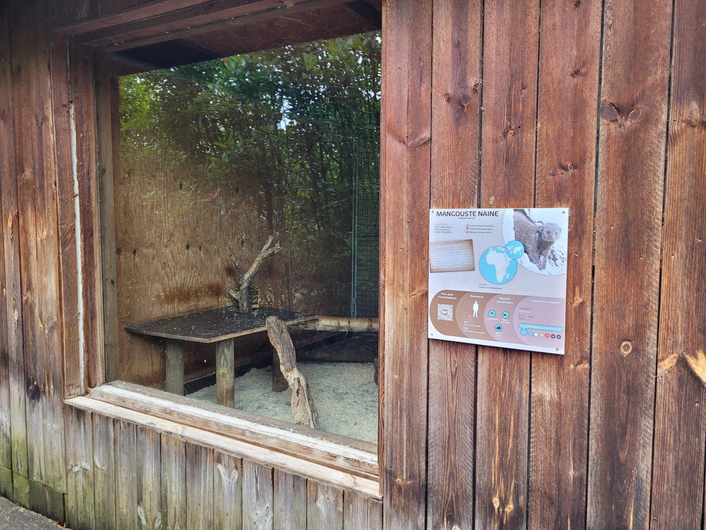 Dwarf mongoose indoors exhibit -Zoo du bassin d'Arcachon (2024)