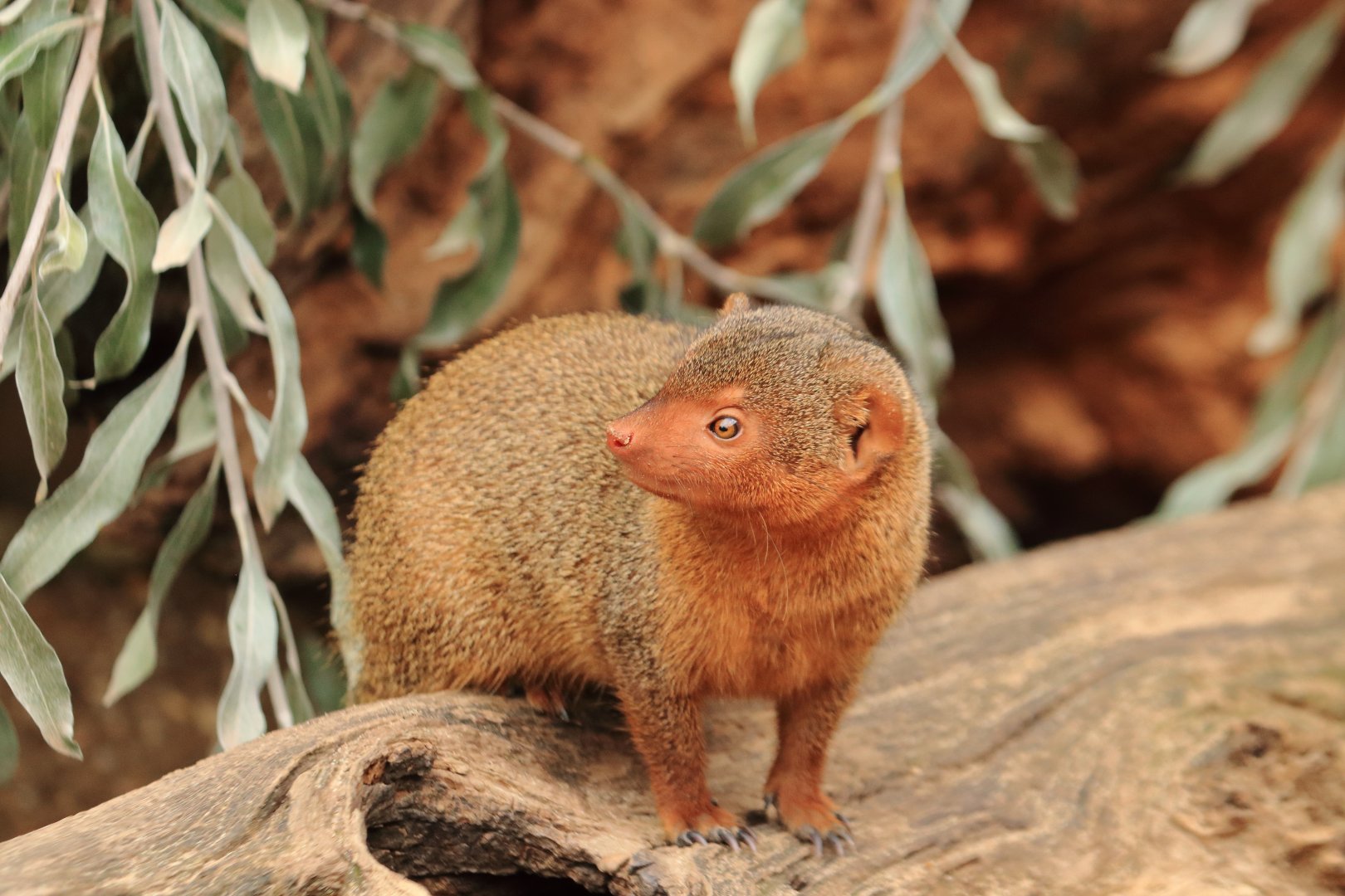 Dwarf mongoose (July 2020)