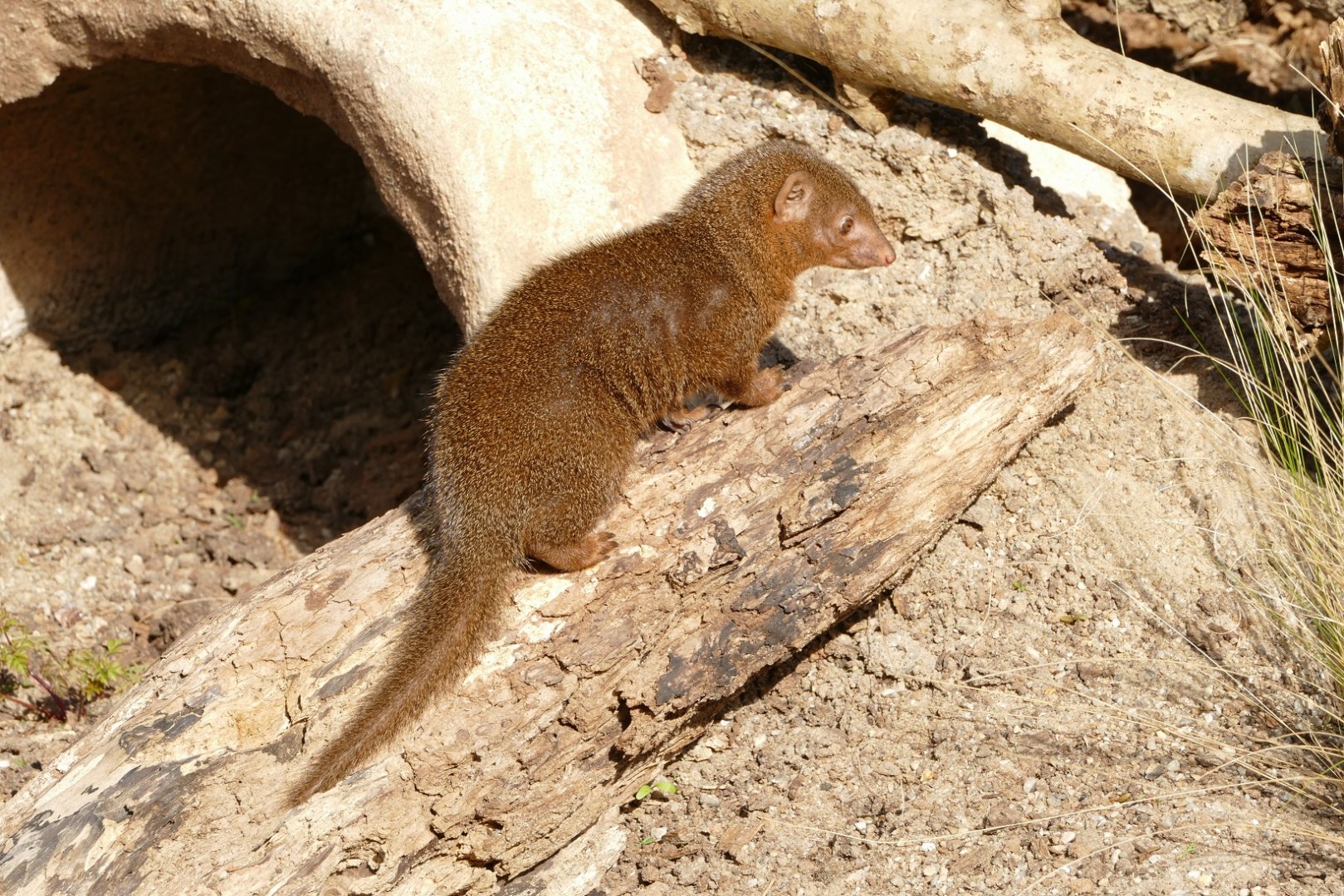 Dwarf Mongoose, March 2022