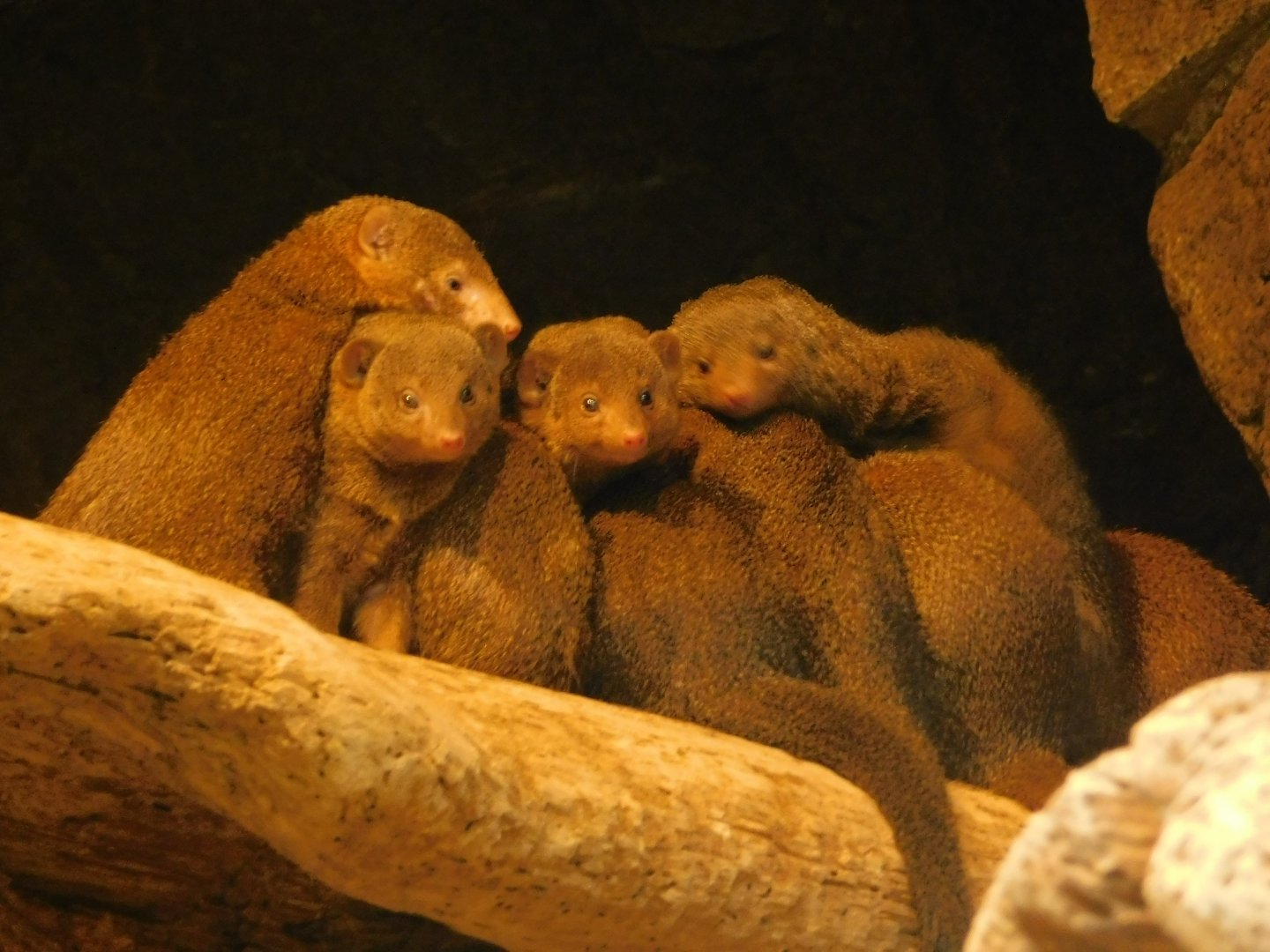 Dwarf Mongoose- March 21, 2022