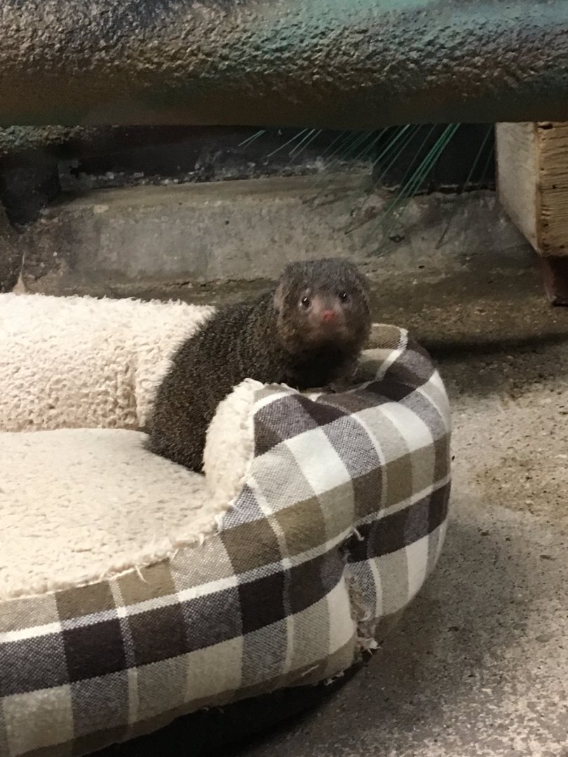 Dwarf Mongoose | Milwaukee County Zoo