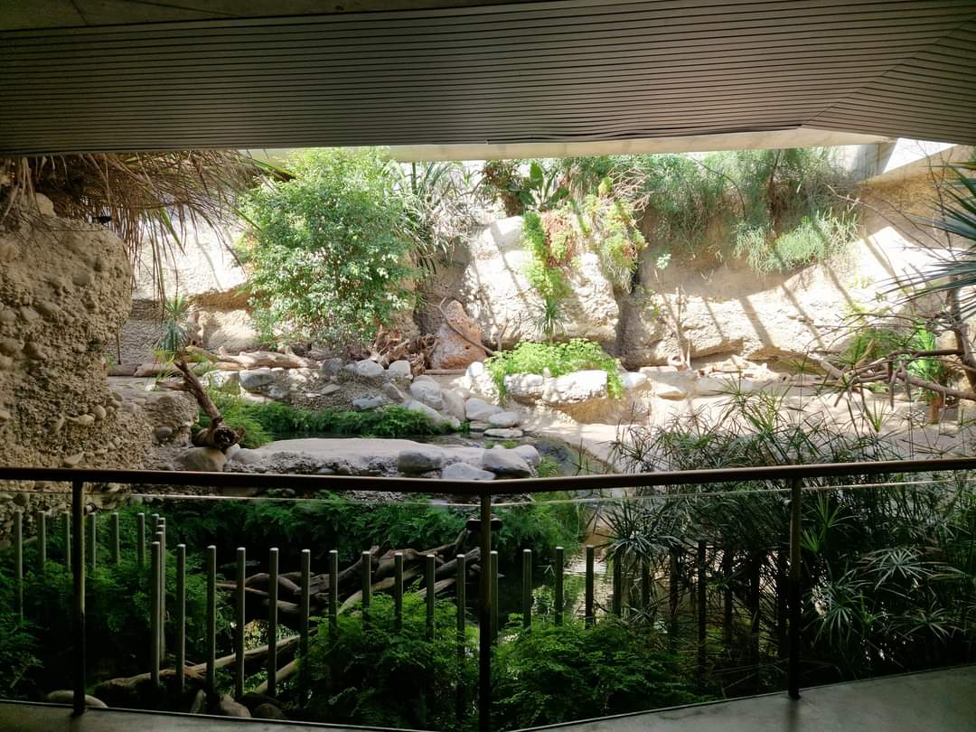 Dwarf mongoose/ Nile Crocodile exhibit, Gamgoas