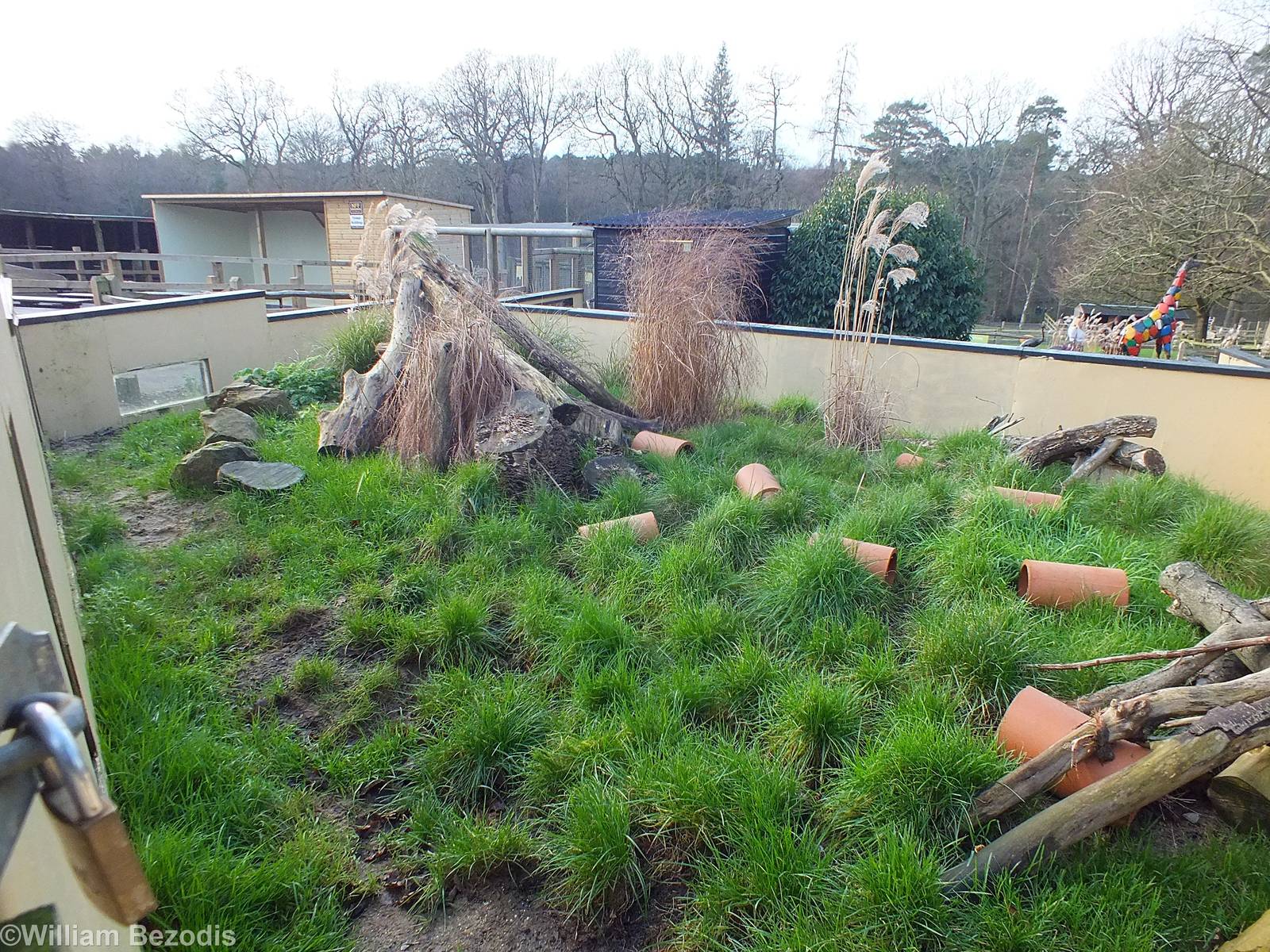 Dwarf Mongoose Outdoor Enclosure