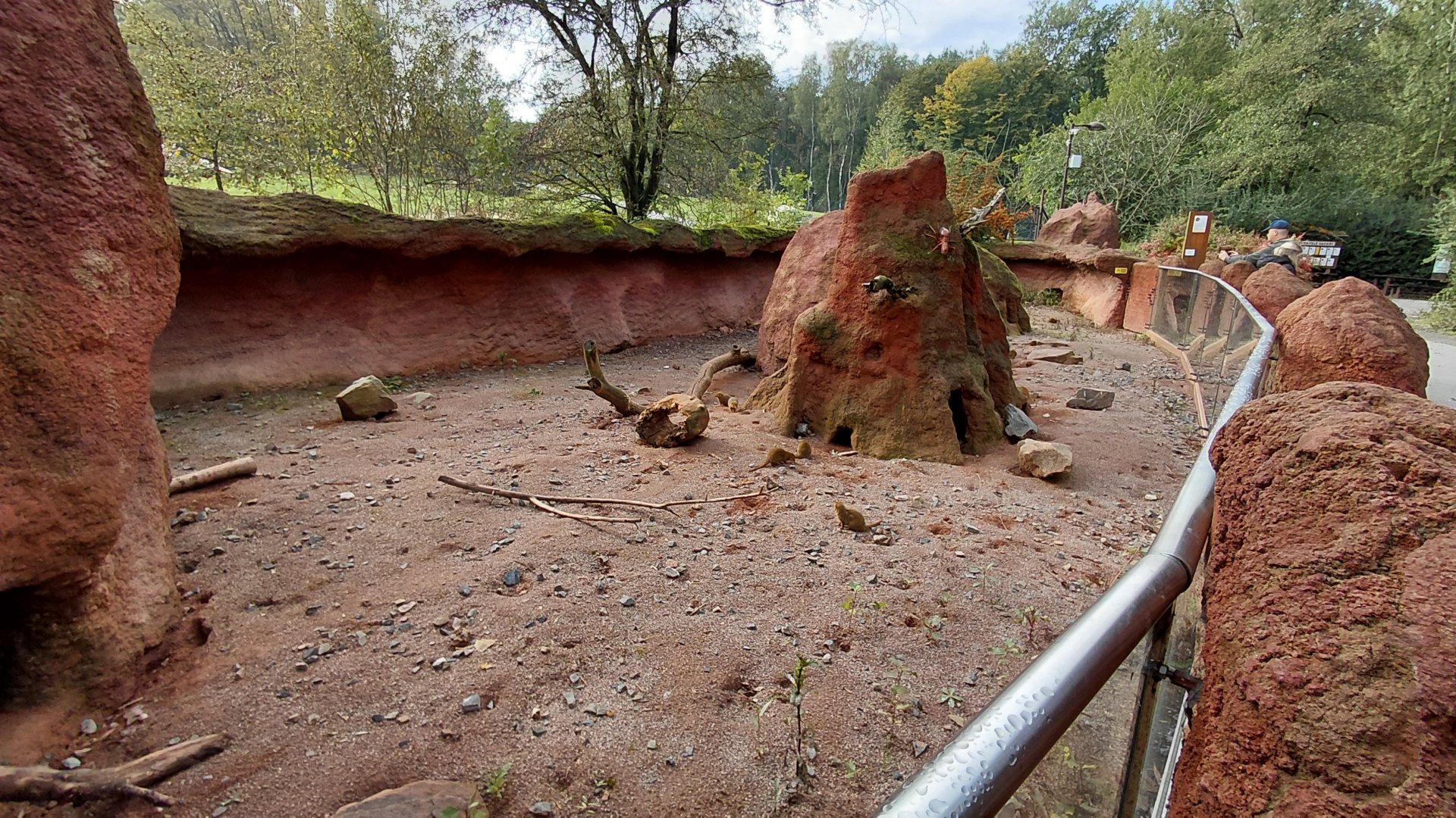 Dwarf mongoose outdoor exhibit