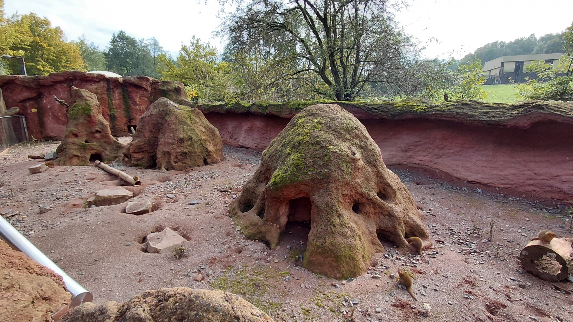 Dwarf mongoose outdoor exhibit